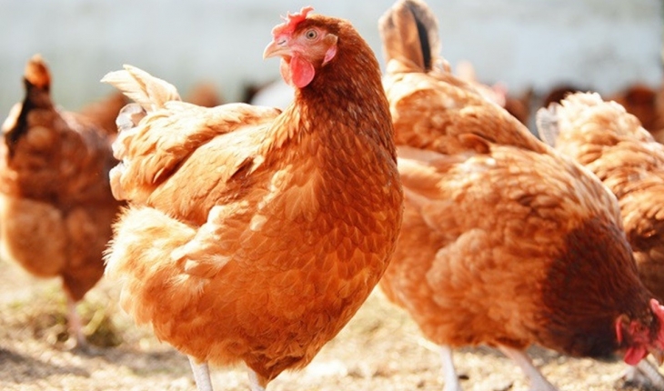 Tavuk eti üretimi Kasım 2022’de yıllık bazda yüzde 1,4 arttı