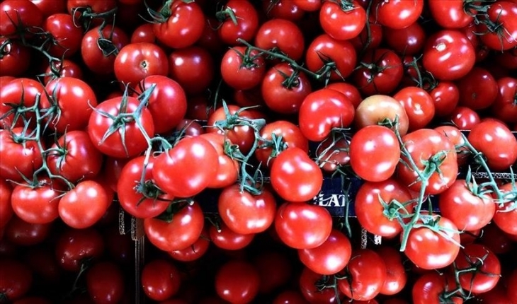 Türkiye’den 54 ülkeye 377 milyon dolarlık domates ihraç edildi