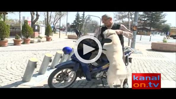 Konya’da sahibiyle motosiklete binen köpek şaşırtıyor!