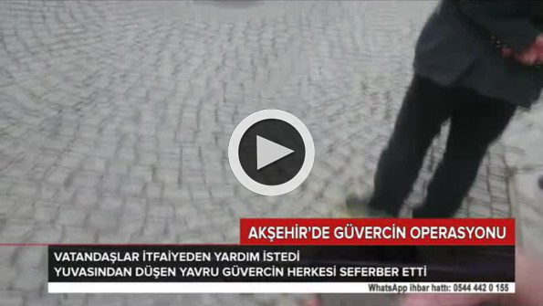 Güvercin operasyonu