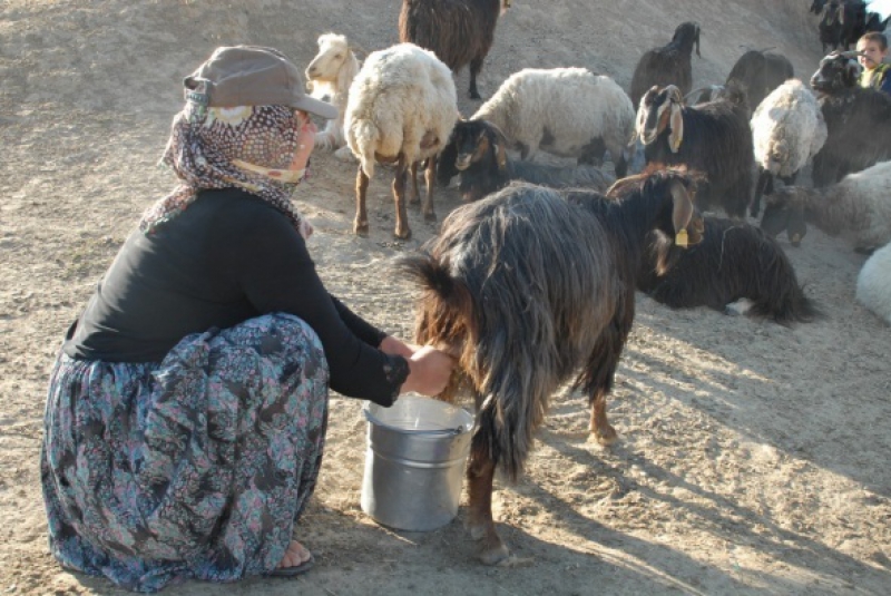 Türk Köylü Türbanlı Ahır Çimen