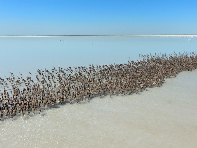 Tuz Gölü’nde ’flamingo kreşi’