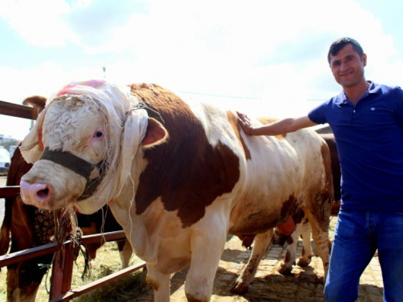 Kurban pazarının en büyüğü ‘Aslan’