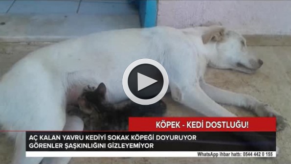 Köpek-kedi dostluğu