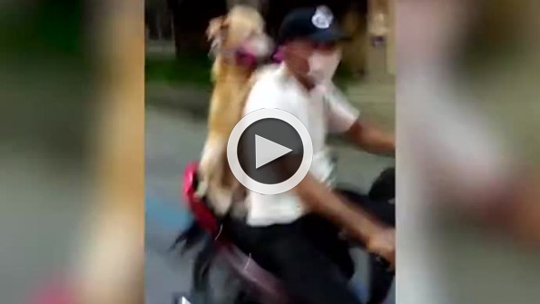 Sahibiyle birlikte motora binen köpek