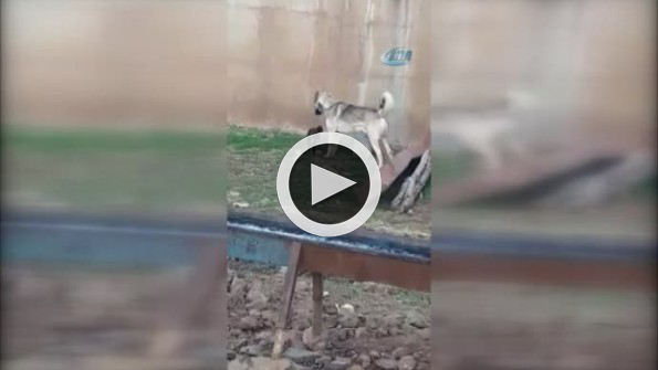 Kedi ile köpeğin kıskandıran dostluğu