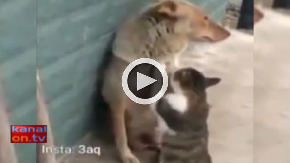 Kedi ile köpeğin dostluğu görenleri şaşırtıyor