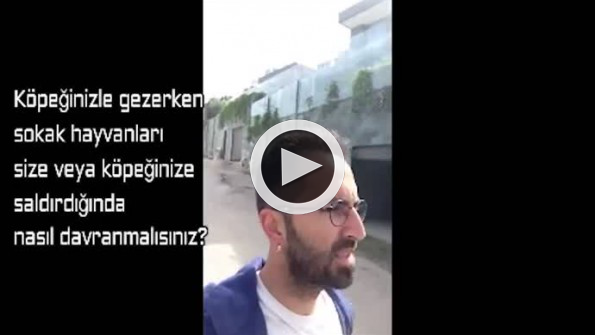 Saldırmak üzere olan sokak köpeklerini mum gibi yapan eğitmen