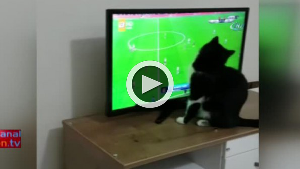 Kedi Feyyaz’ın derbi heyecanı