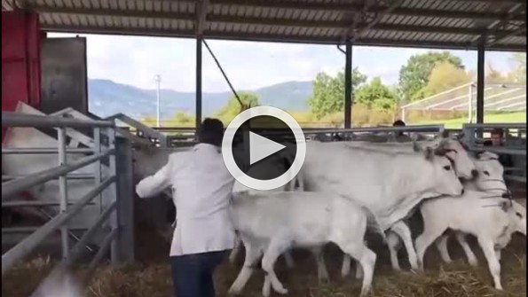 Annesine vuran adama uçan tekme atan buzağı