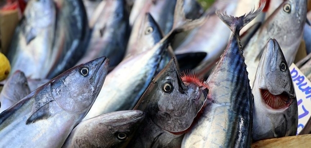 “Denizin kırmızı etli balığı“ palamut 10 liradan tezgahlarda Belge